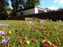 What a delight -Autumn crocus appear at St Marys