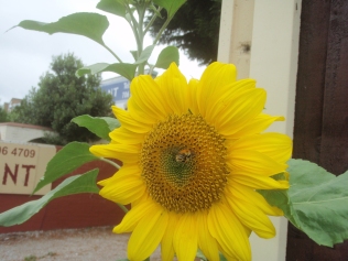 Sunflowers grown from seed by Robin