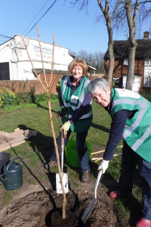 Veronica and Fran planting the flowering cherry tree.